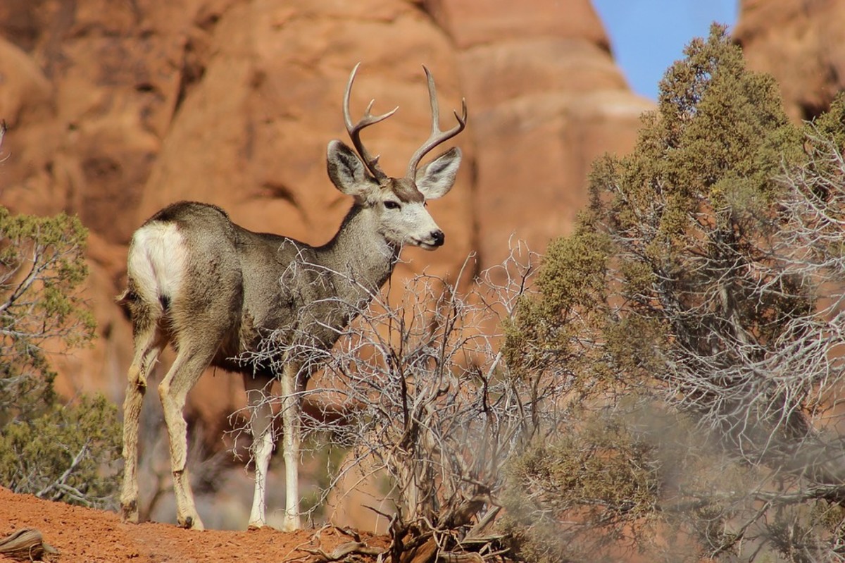 Top 25 Most Amazing Arizona Desert Animals - HubPages