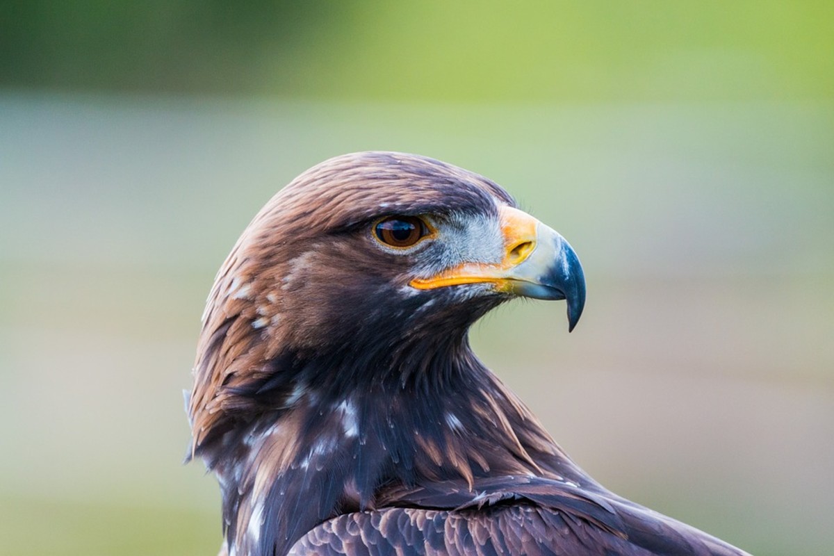 American golden eagle
