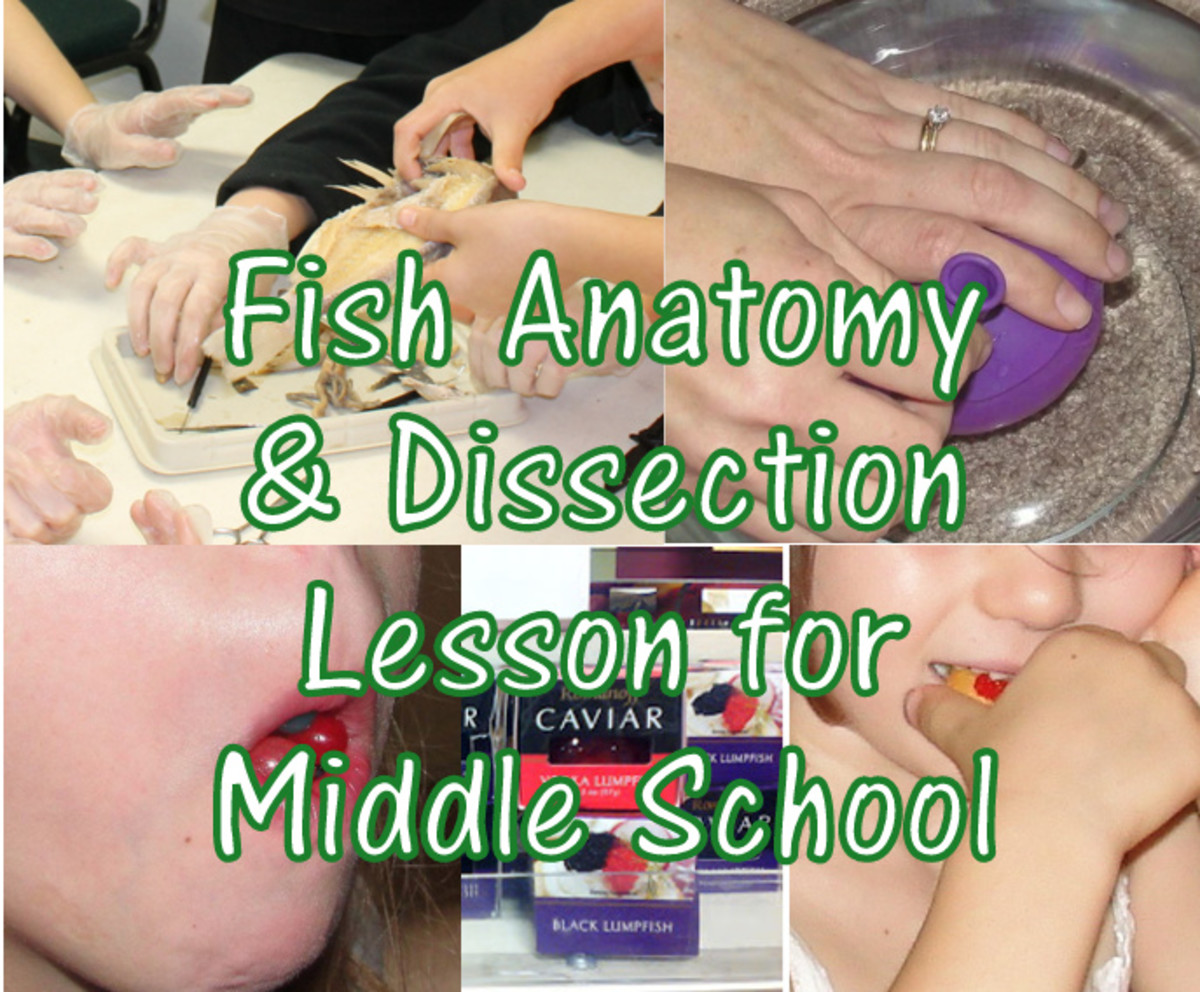 Fish Anatomy and Fish Dissection Lesson for Middle School Biology