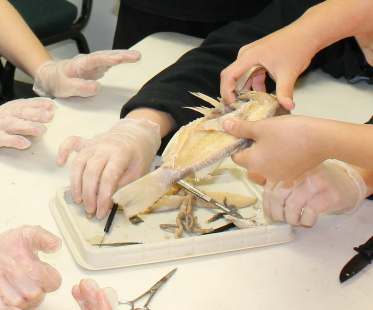 Dissecting fish