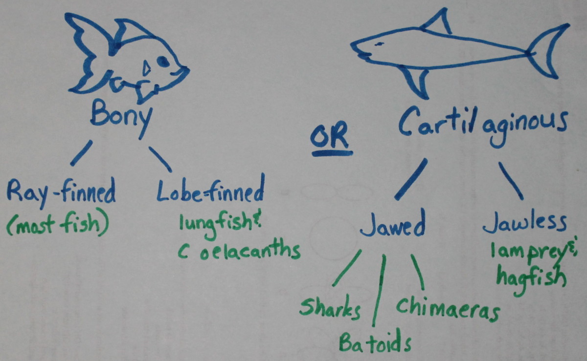 Classification of Fish