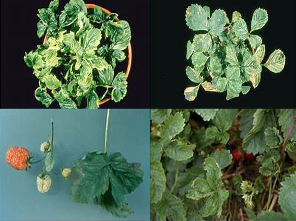 Crinkling and chlorotic symptoms on leaves