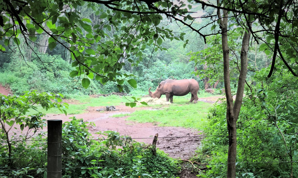 top-5-places-to-explore-in-nairobi-for-animal-viewing