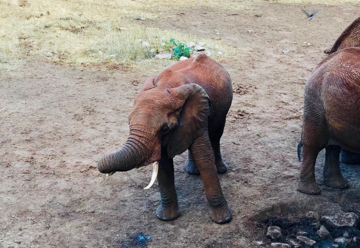 Baby Elephant (Elephant Orphanage)