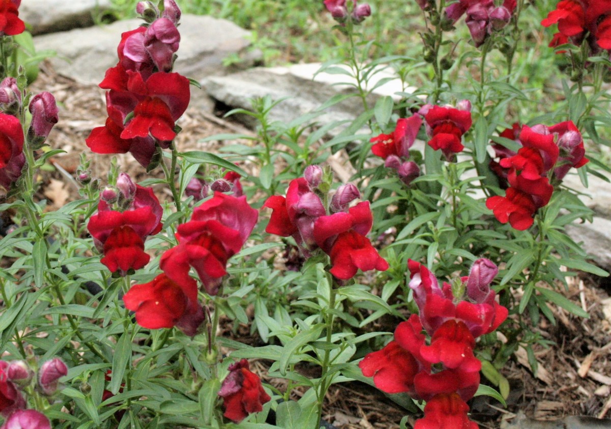 We grew both tall and short varieties of snapdragons. Our Monarch butterflies tended to prefer the low-growing kind.