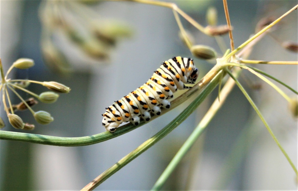 A Swallowtail caterpillar on dill.
