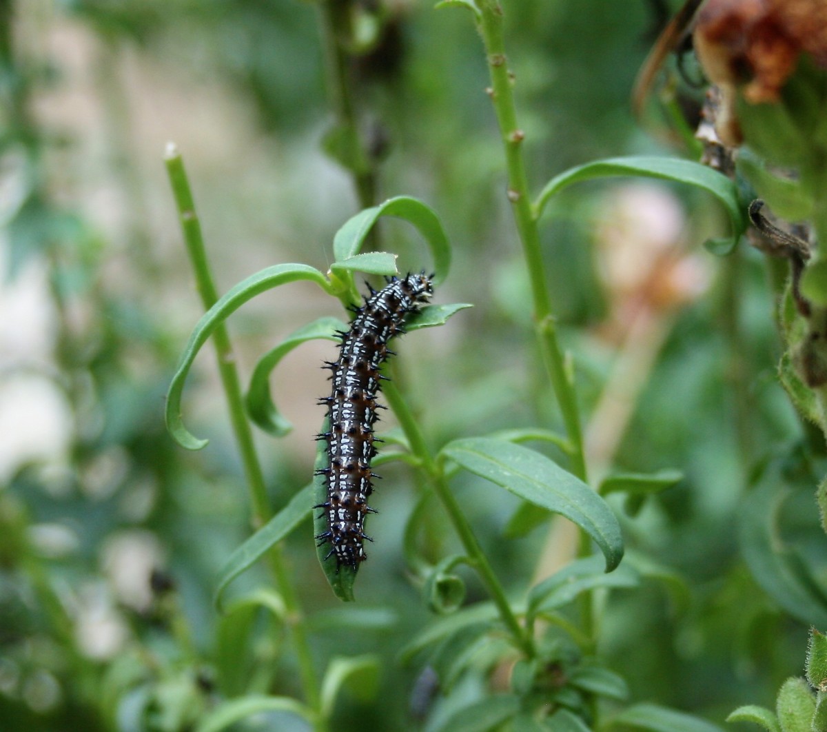 A Common Buckeye caterpillar on our snapdragons.