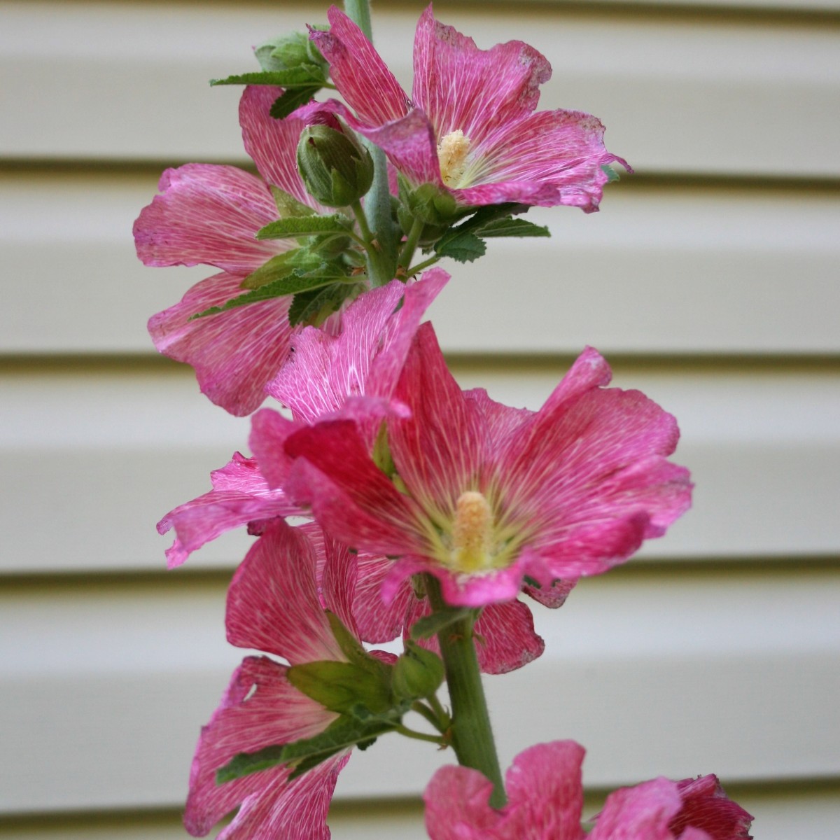 Hollyhocks are biennial nectar plants. We grew ours from seed, sowing them in the fall for blooms in the spring.