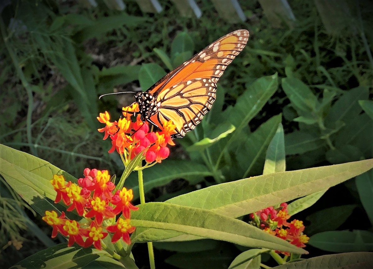 my-monarch-waystation-garden