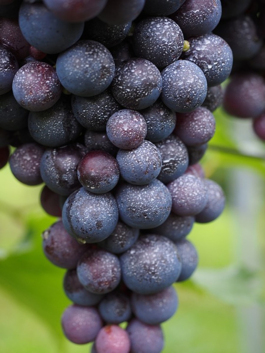 Pesticide coated grapes