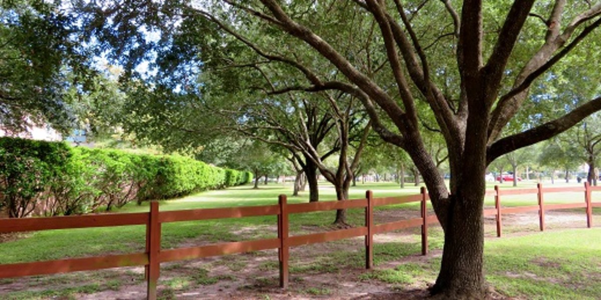 Ray Miller Park: A 15-Acre Beauty in West Houston