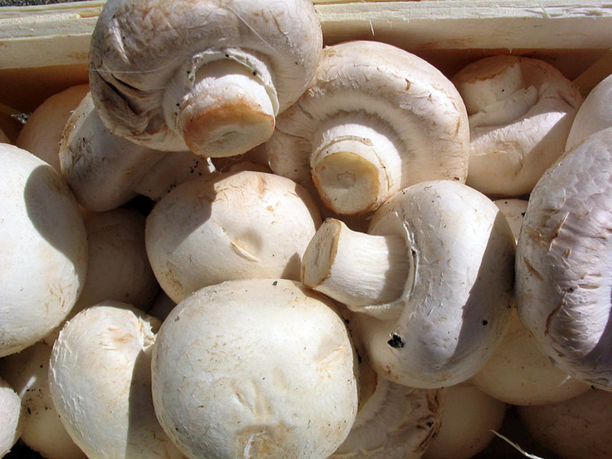 Mushrooms - the only plant base source of vitamin D.