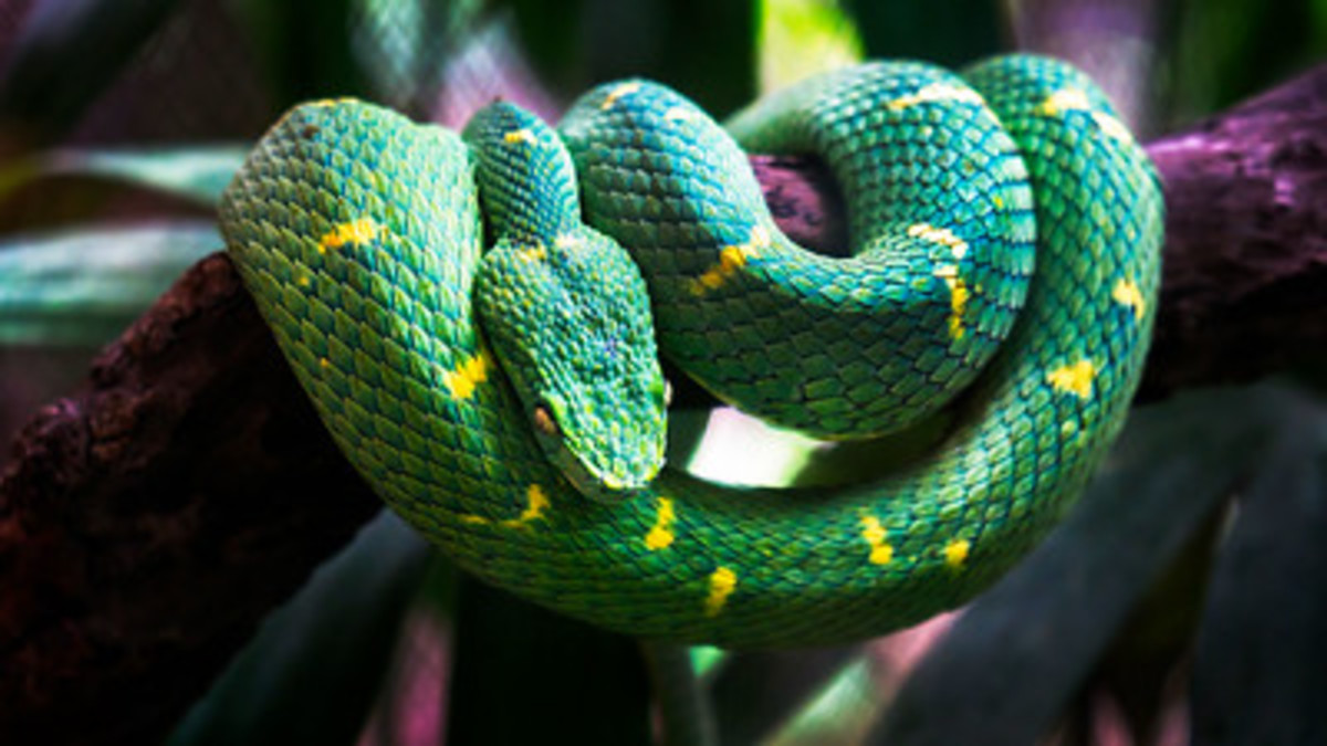 Snakebites Worldwide and Antivenin Plants for Snakebite Treatment ...