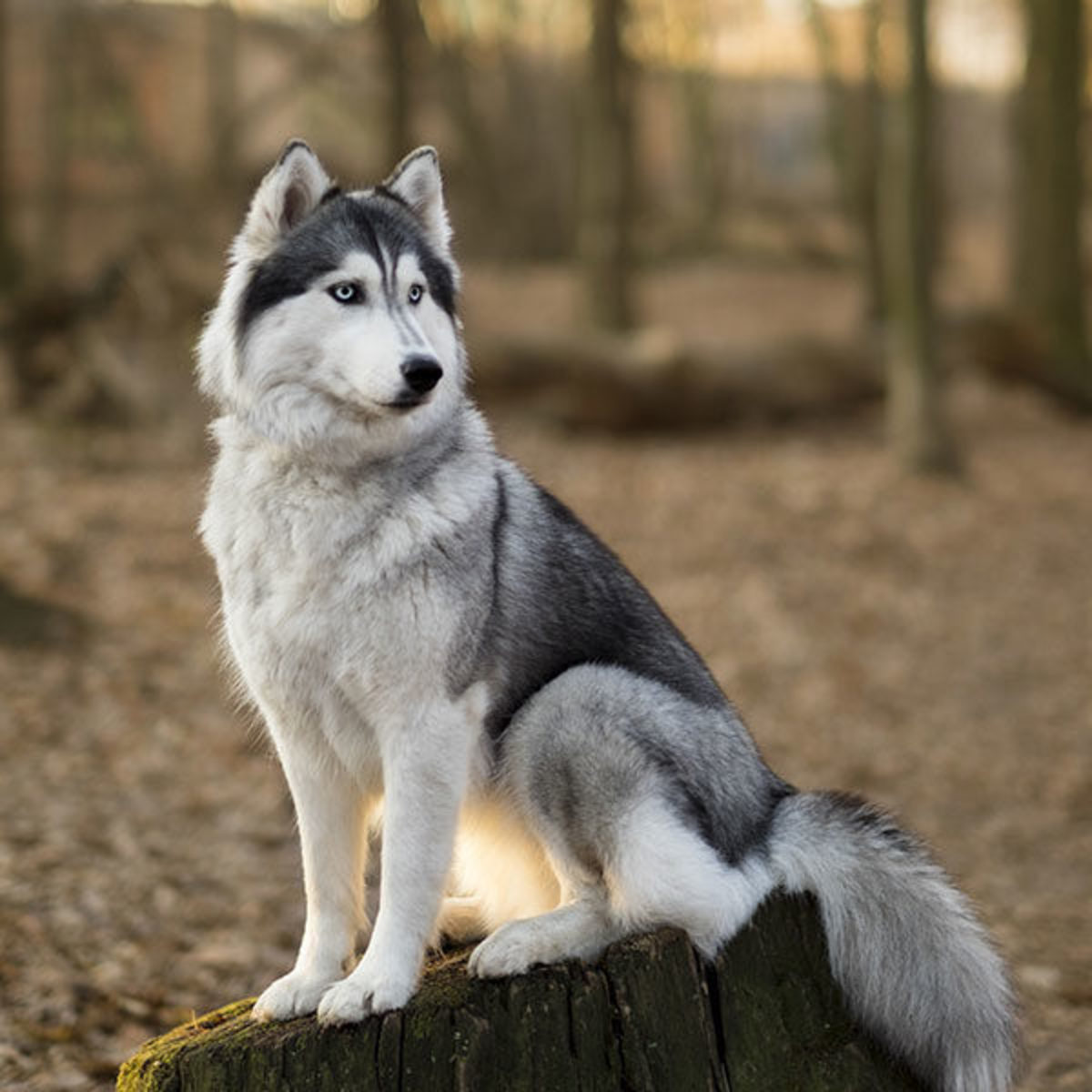 most-sought-after-dog-breeds