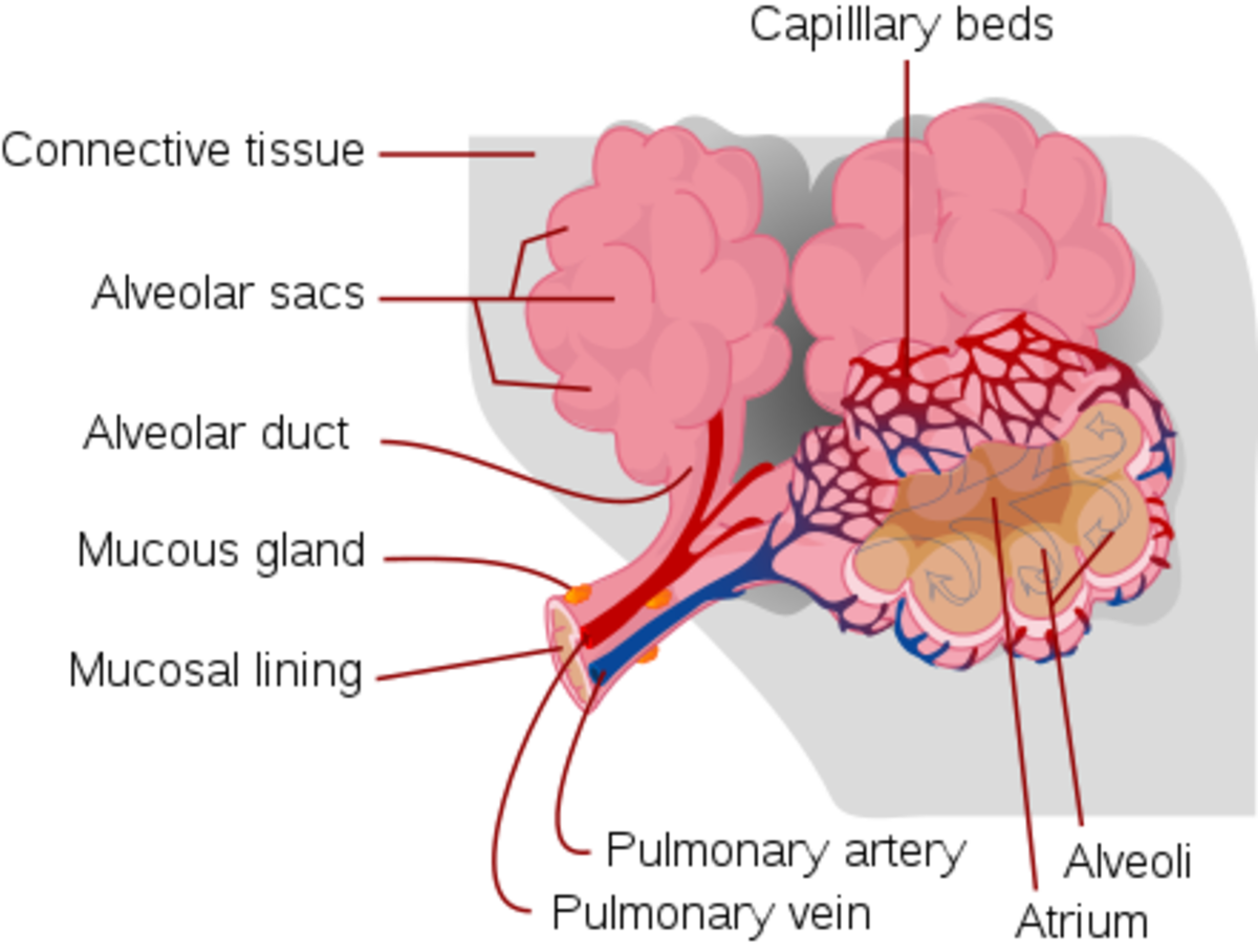 The alveoli