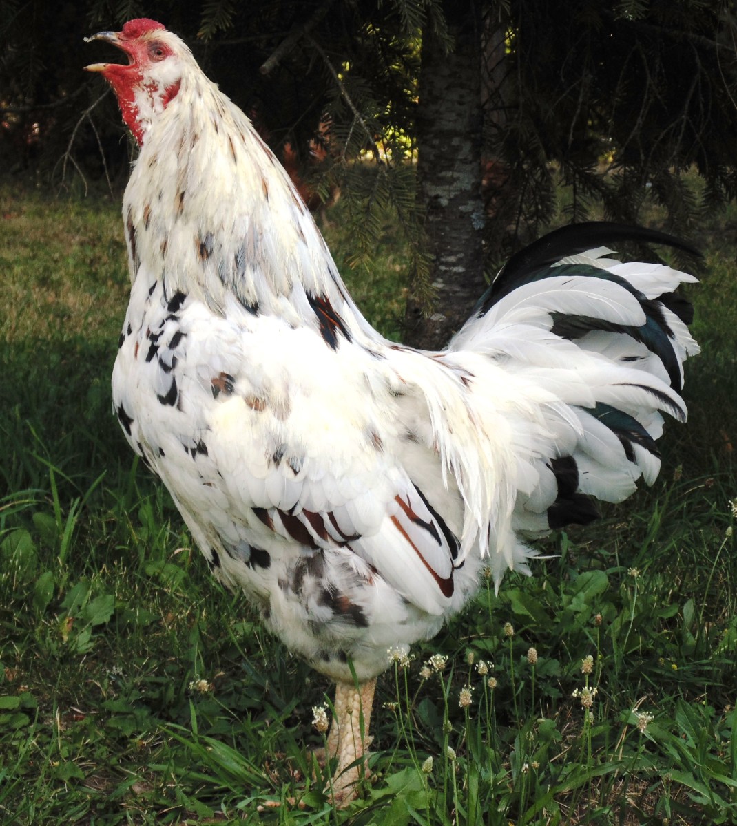 My Rooster... the king and protector of my small flock of hens.