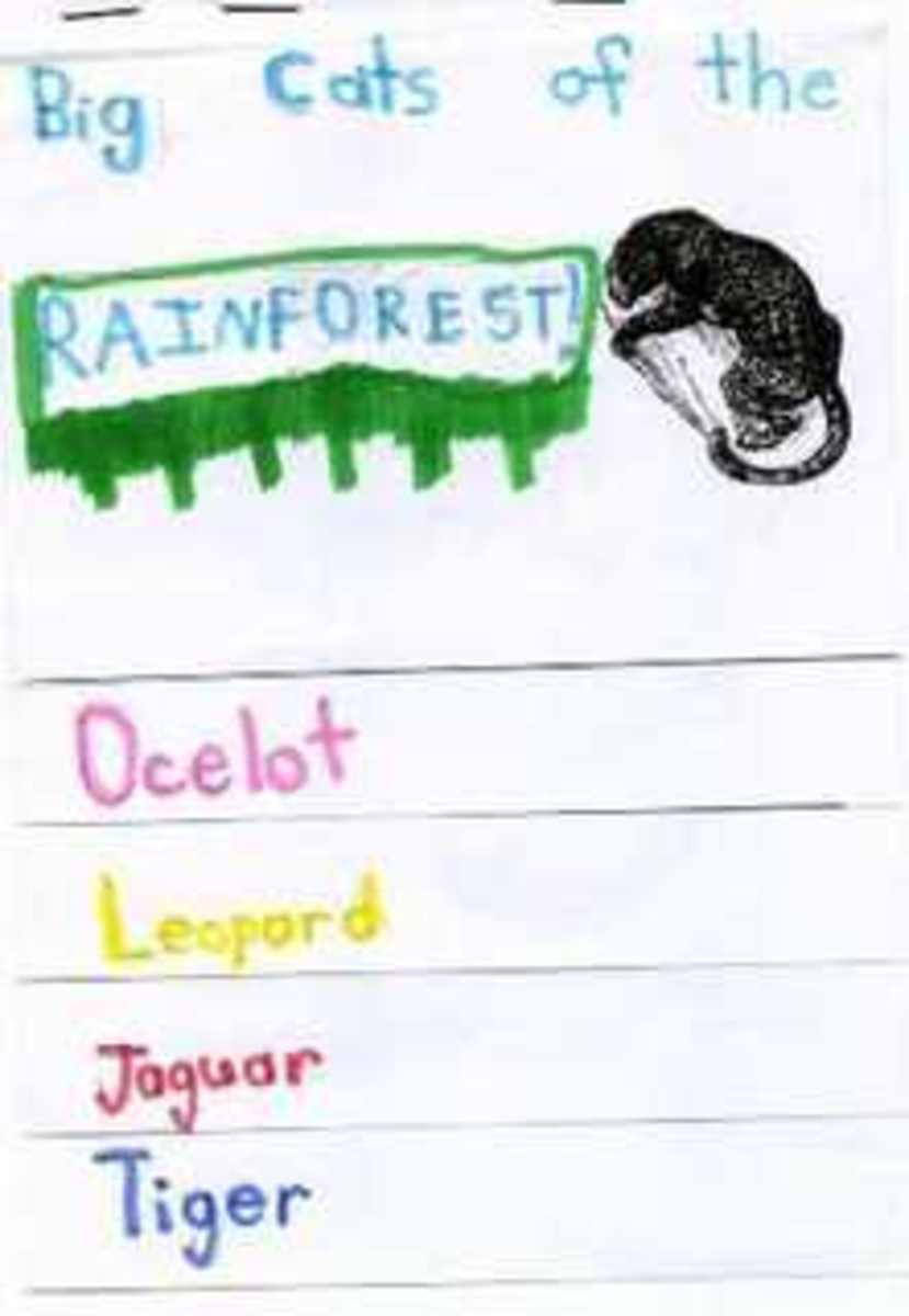 rainforestlapbook