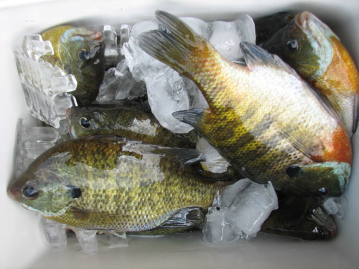 One container of Bee Moths for bait and a couple of hours fishing, landed 82 Sunfish on a bright summer afternoon.
