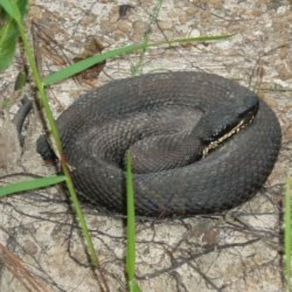 Cottonmouth Moccasin Snake
