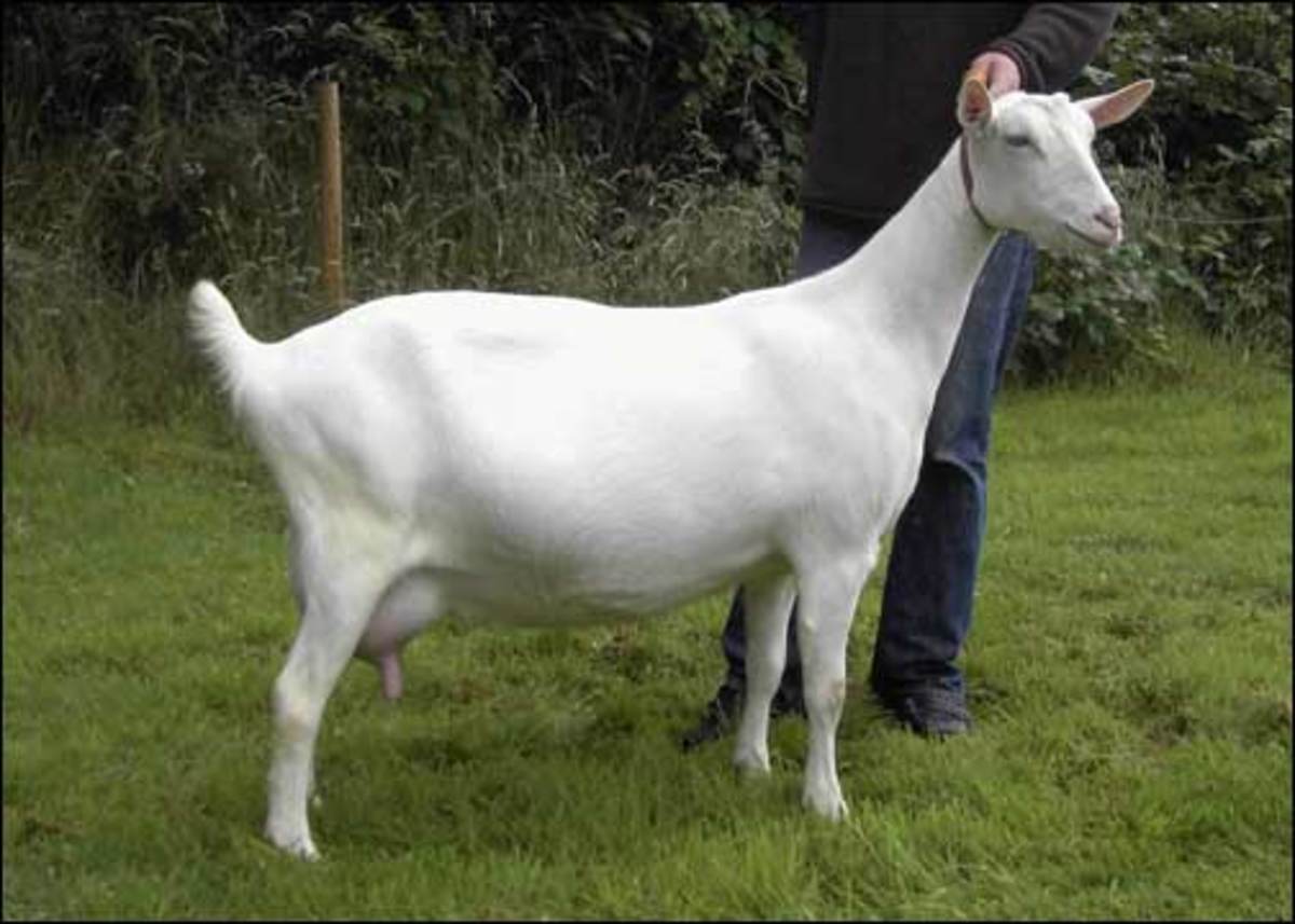 A British Saanen Goat