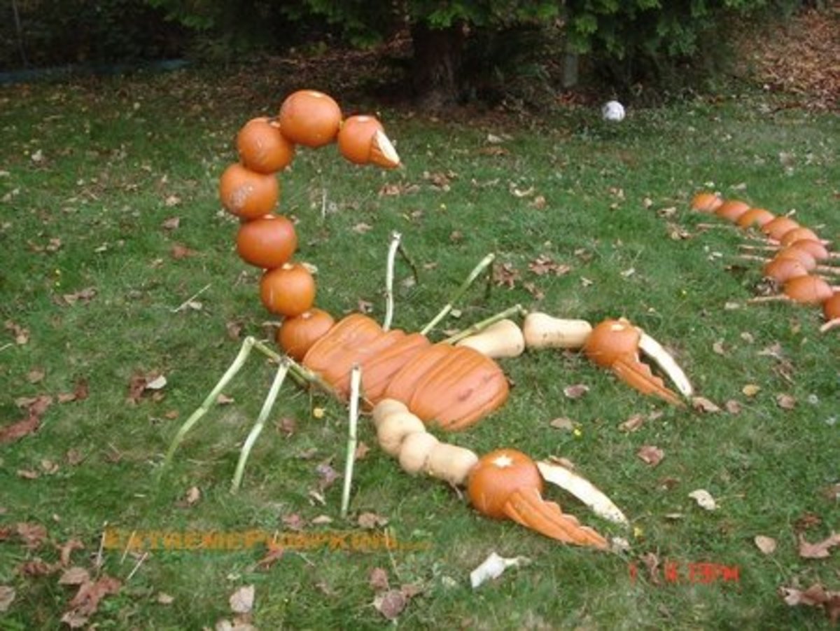 Scorpion pumpkin, ExtremePumpkins.com Contest Submission