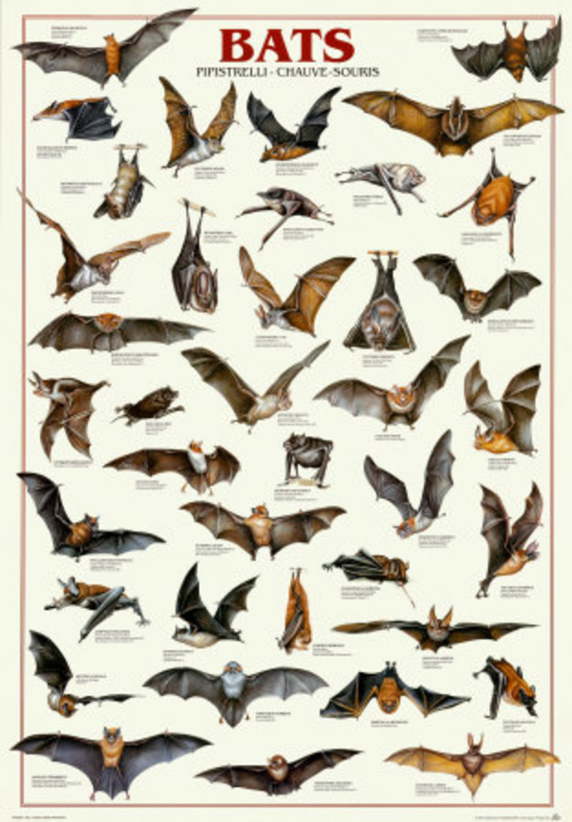 BATS, Why They Are Important, And How To Get Bats To Make A Home In Your Yard.