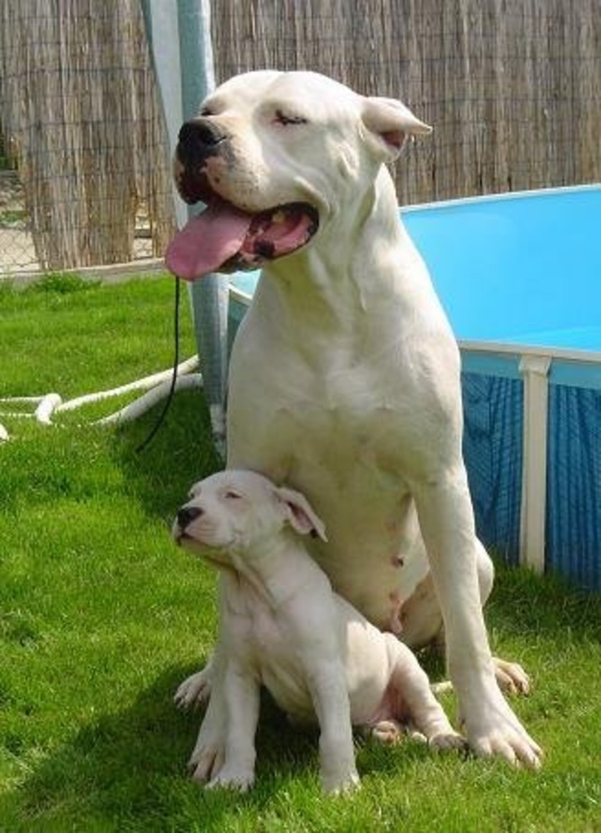 for_dog_lovers_get_a_dogo_argentino