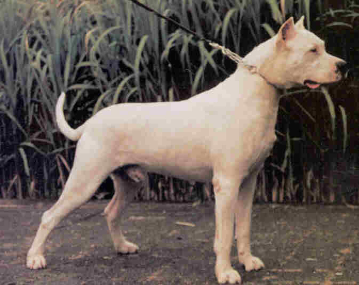 for_dog_lovers_get_a_dogo_argentino