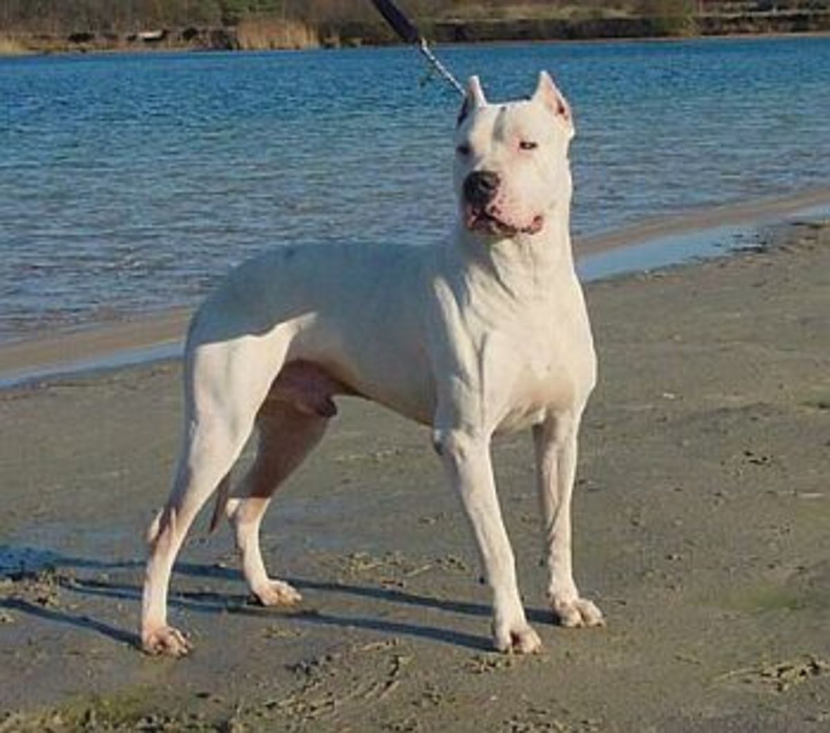 Beautiful Dogo Argentino Standing Majestically at the beach