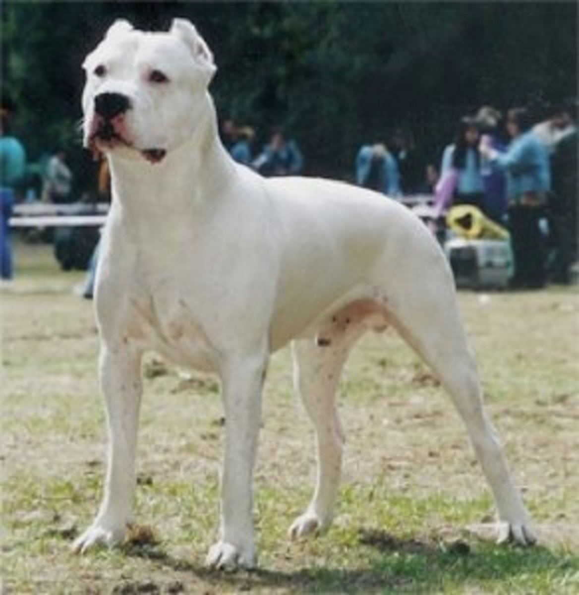 Dogo argentino Champion