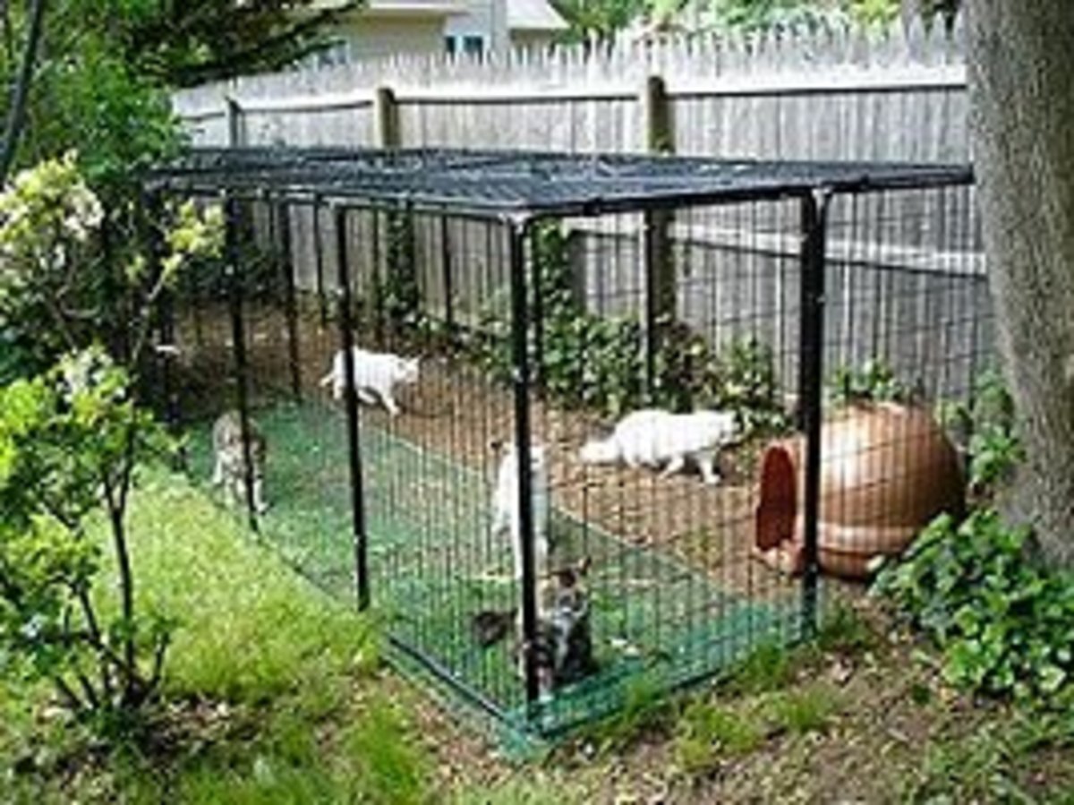 finding-the-appropriate-cage-for-your-cat