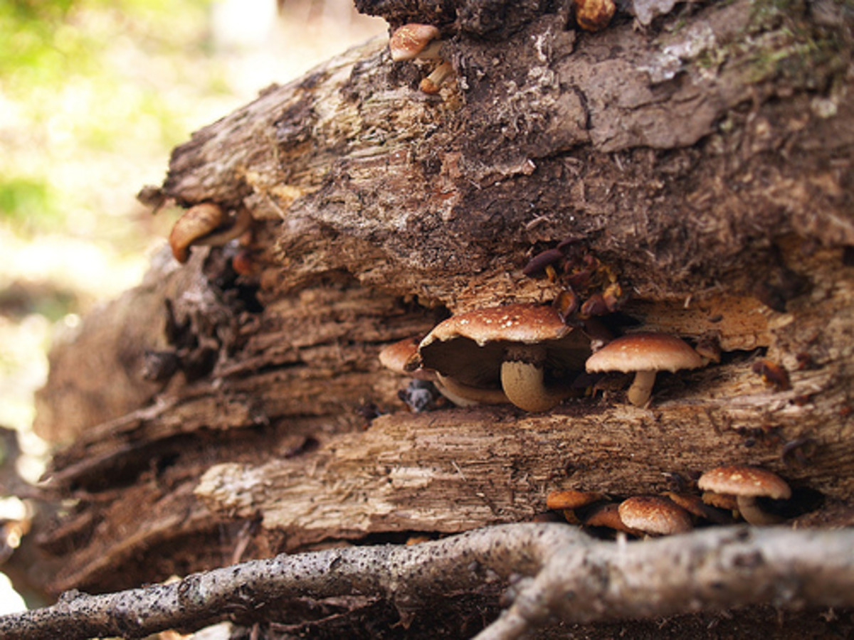 Hugelkultur: Using Woody Waste in Composting