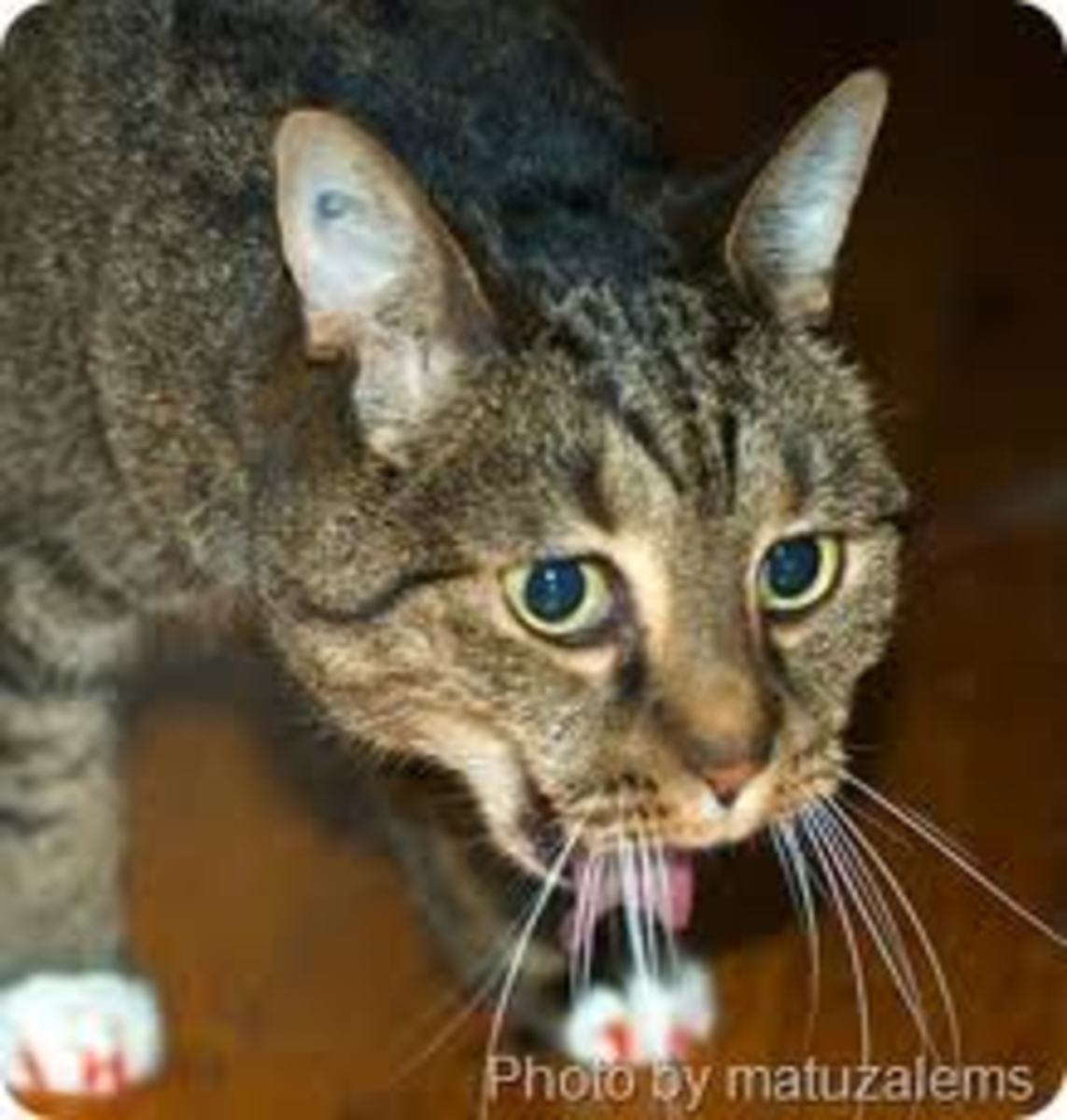 Вызывание рвоты у кошки. Кошку рвет после еды непереваренной