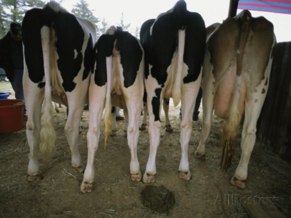 Order this "Back Side of Four Cows" Photo Print at the link.