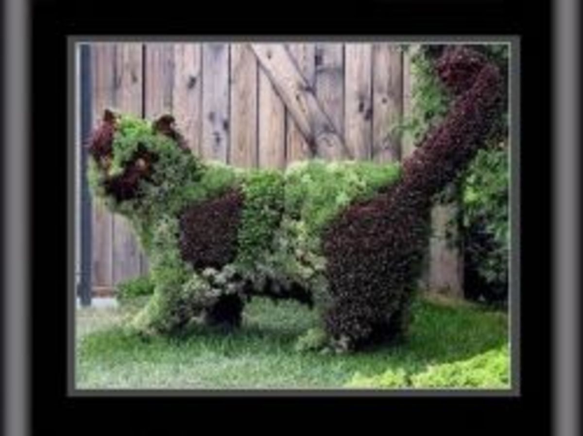 How to Make a Topiary