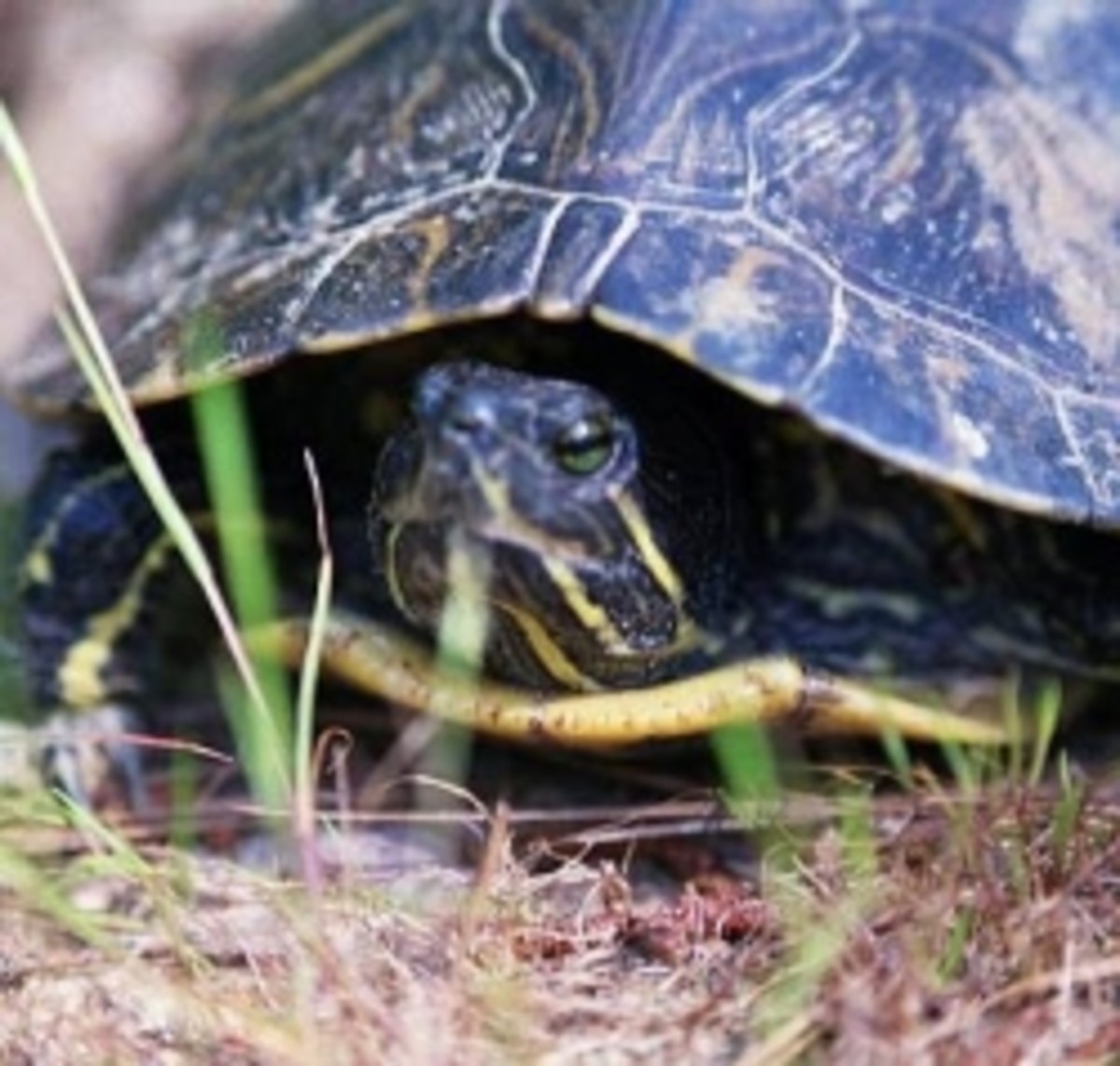 Turtles, Tortoises and Terrapins of Louisiana