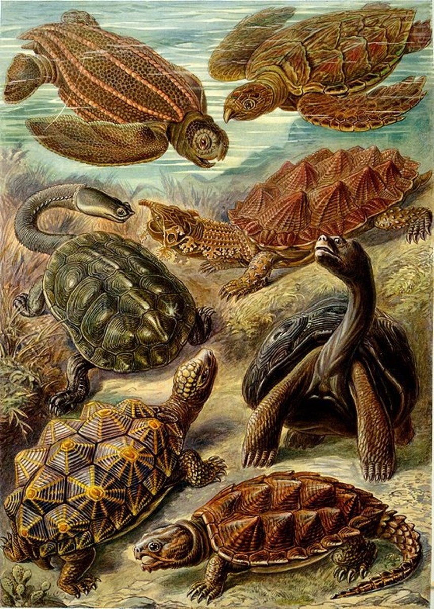 turtles-tortoises-terrapins-louisiana