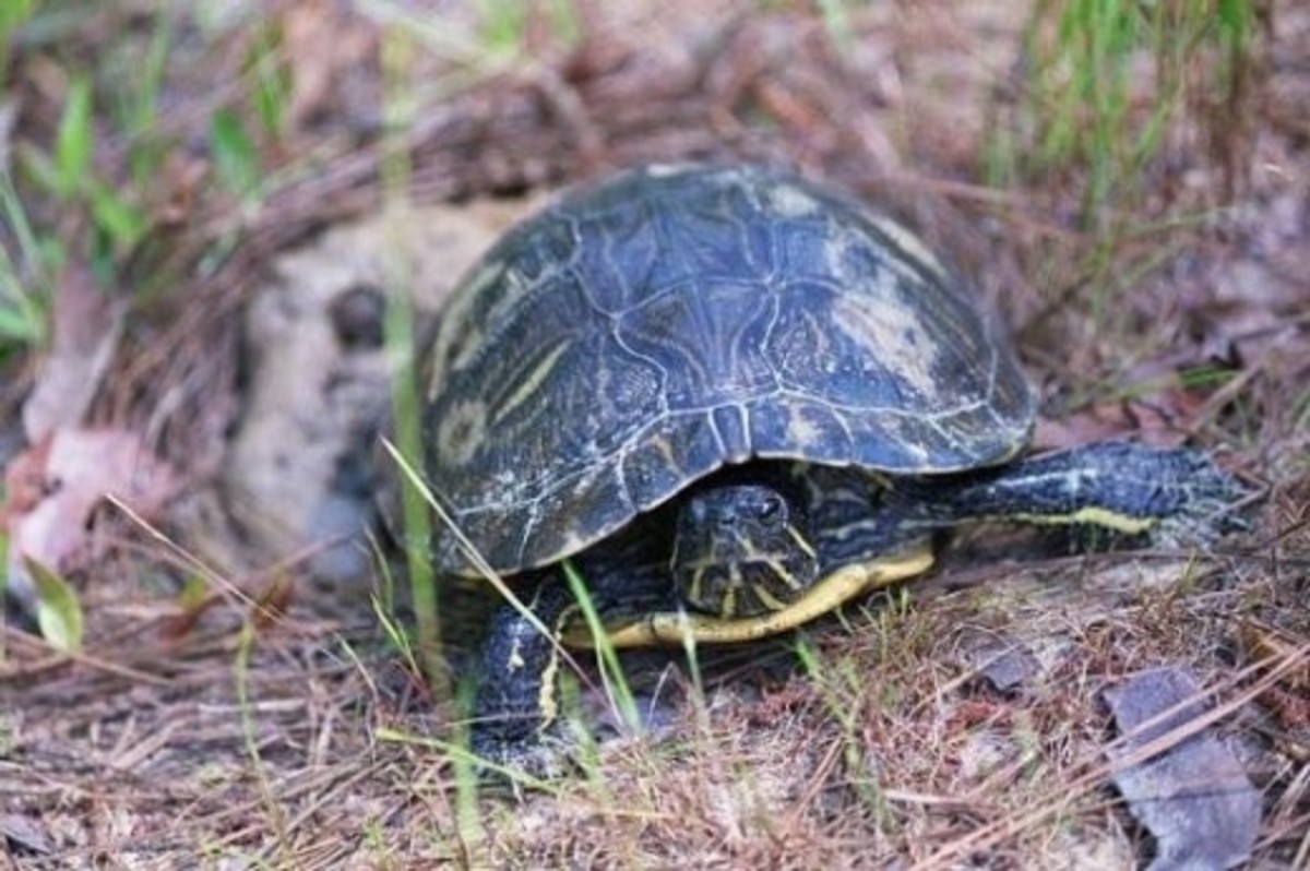 Turtles, Tortoises and Terrapins of Louisiana - HubPages