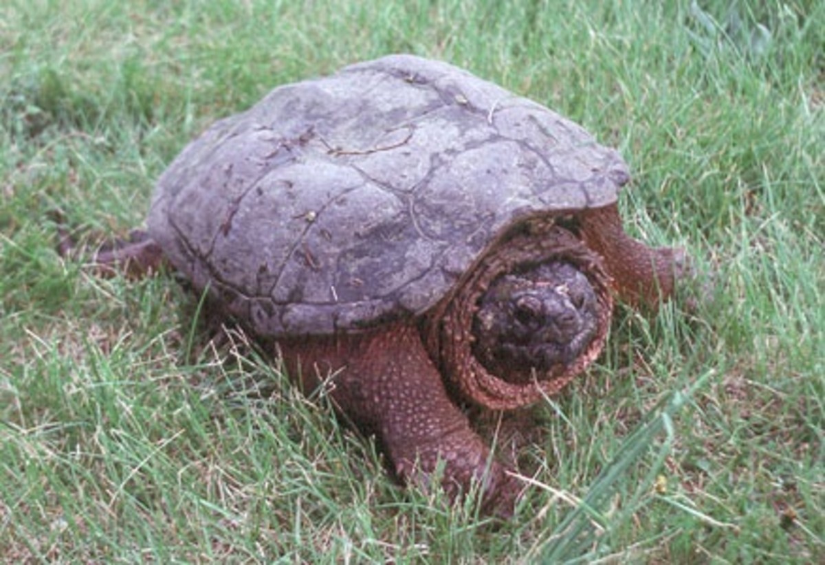 turtles-tortoises-terrapins-louisiana