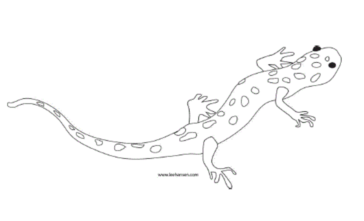 Printable Salamander Coloring Page, Lee Hansen
