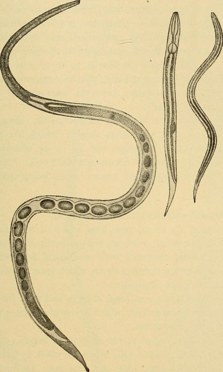 Threadworms (Strongyloides stercoralis)