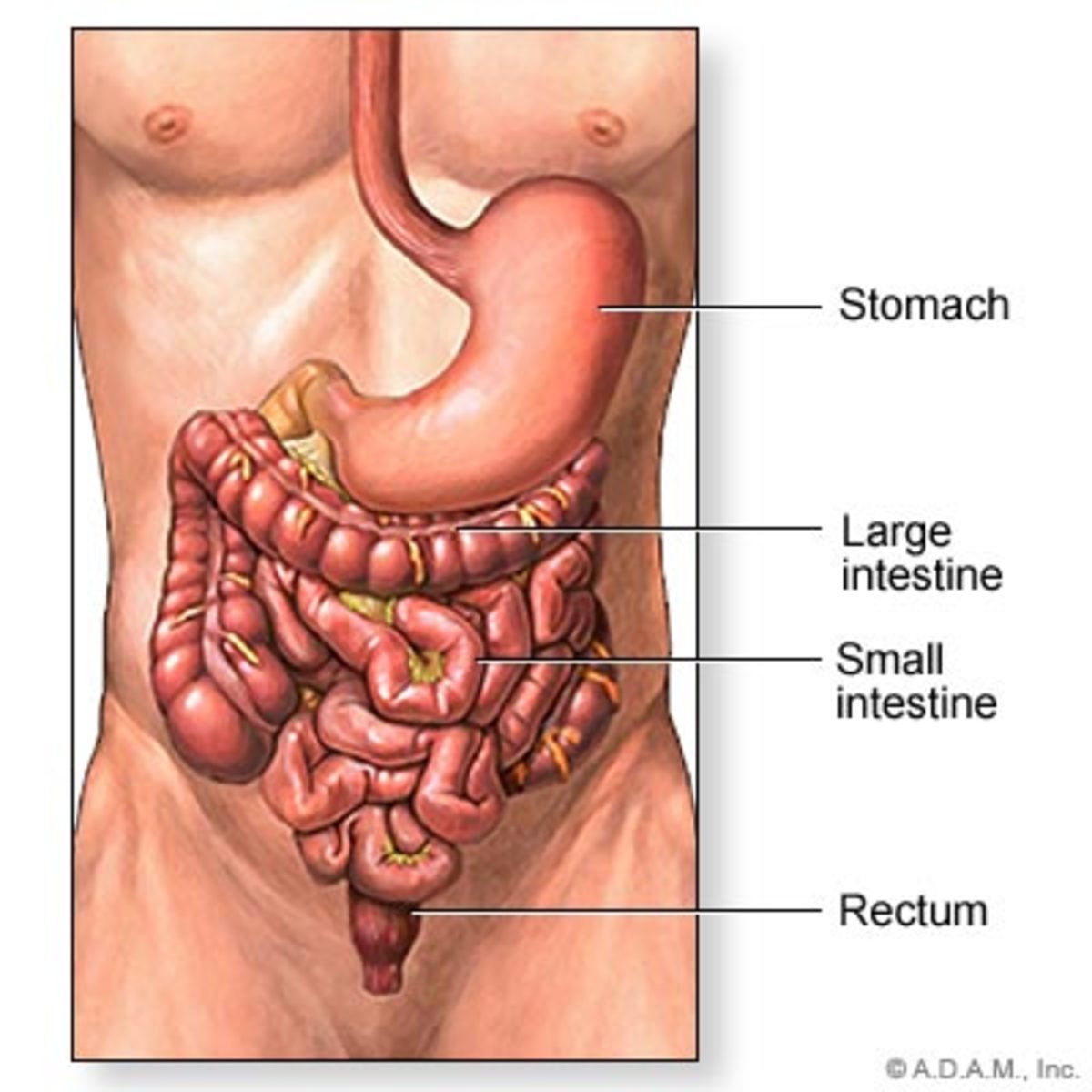 Adult female pinworms reside in the large intestine.