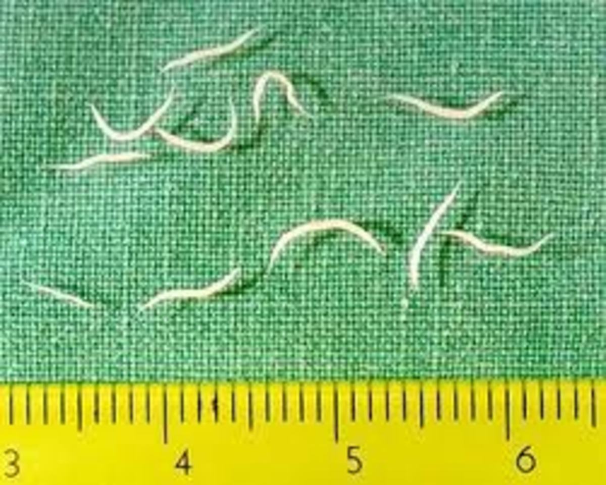 Gyerek helmint kezelése Pinworms mell