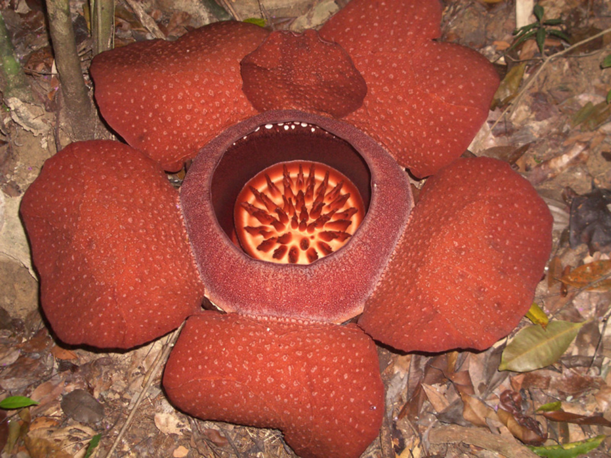 different-species-of-rafflesia