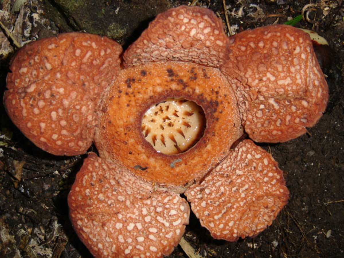 different-species-of-rafflesia