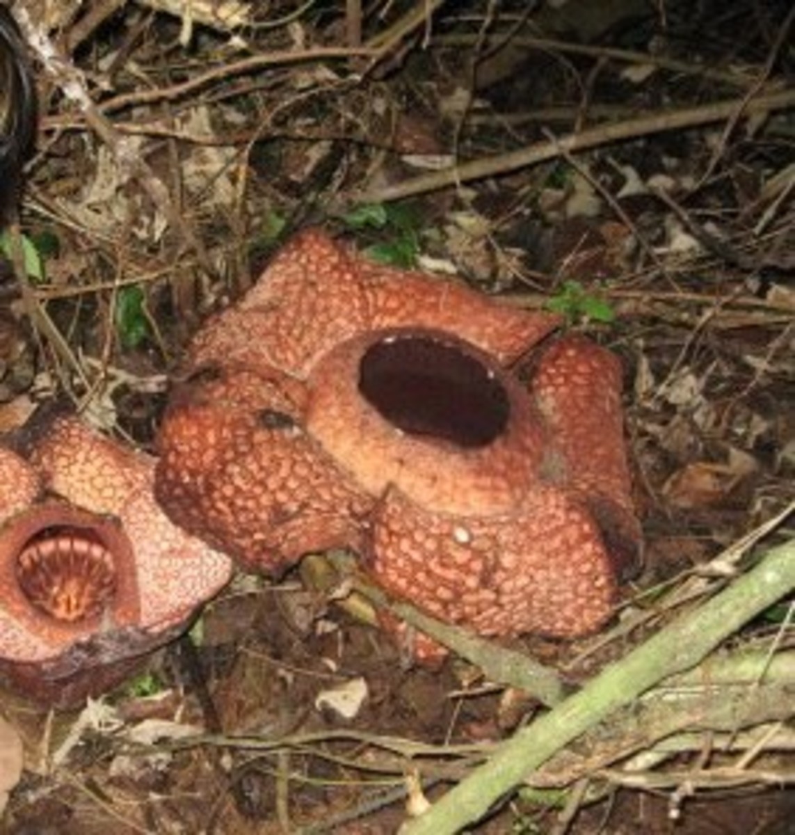 Different Species Of Rafflesia-Part I - HubPages