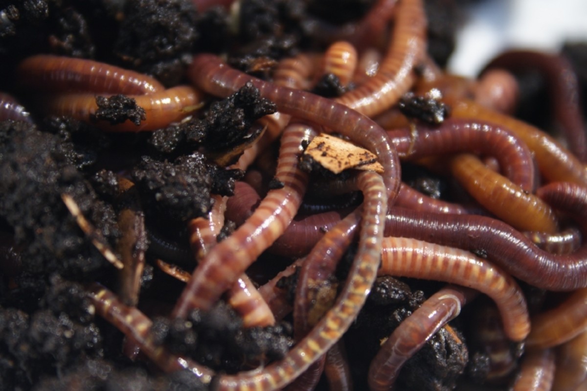 Red Wiggler worms