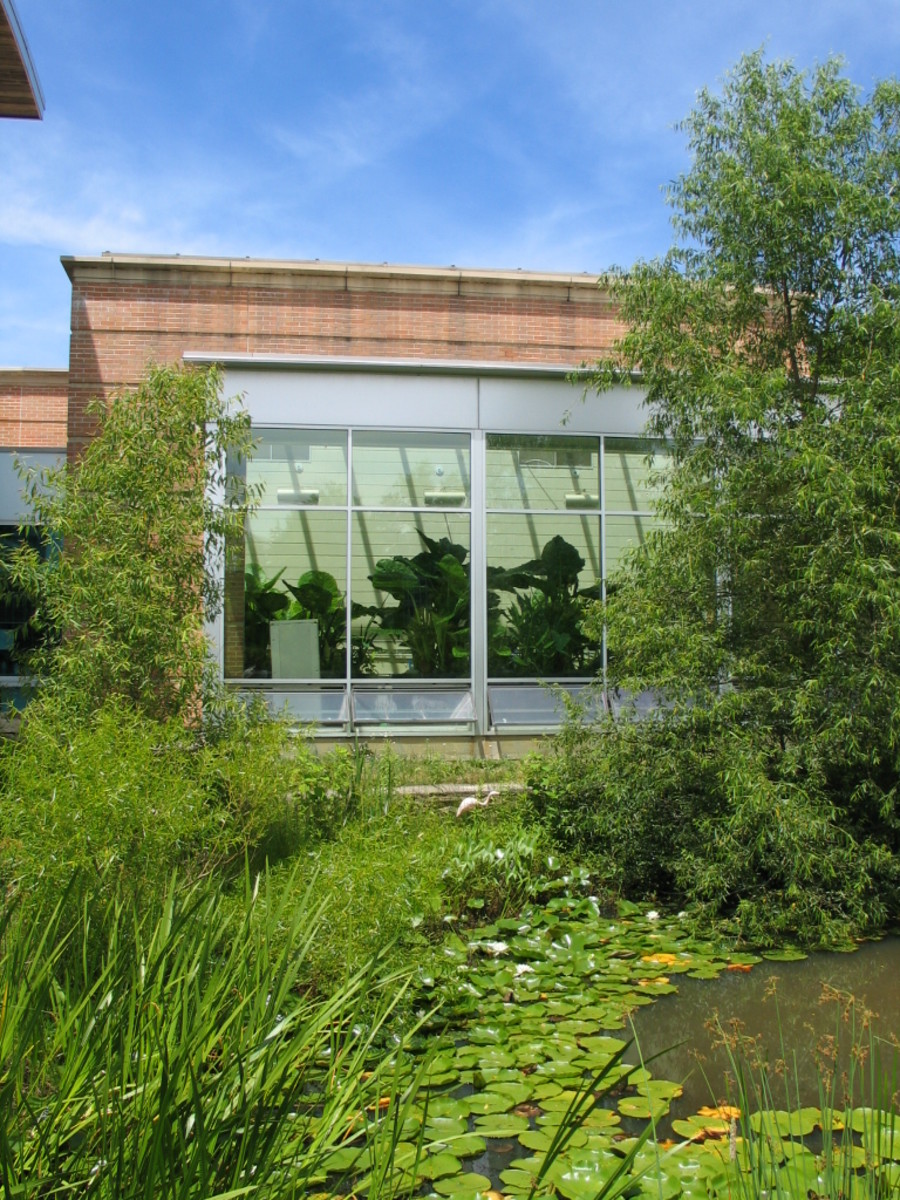 View of pond and living machine