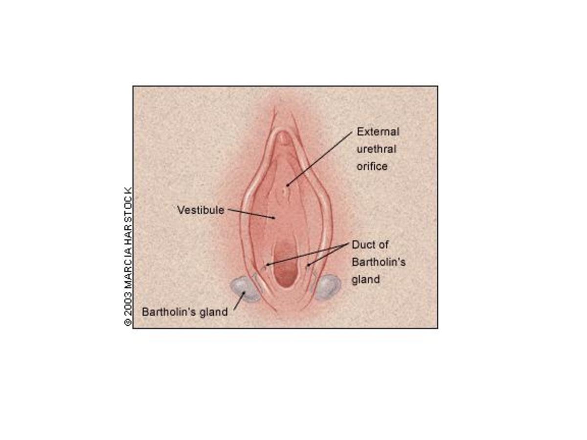 Location of bartholin gland —  When the gland is irritated, it can swell to well over 5X its size, making it nearly impossible to sit down.