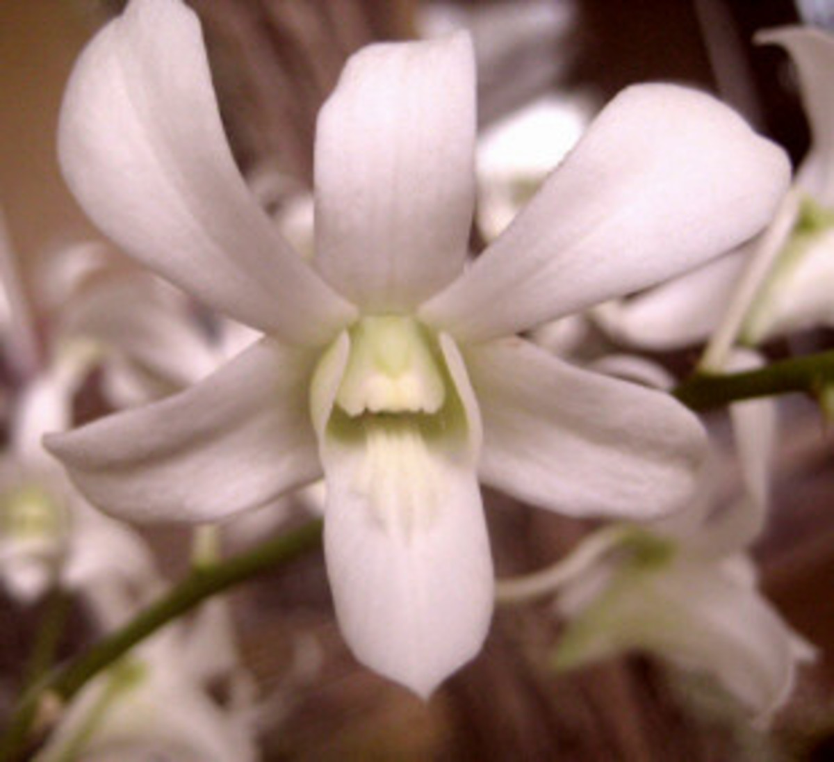 Guardian Angel Orchid